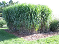 Miscanthus